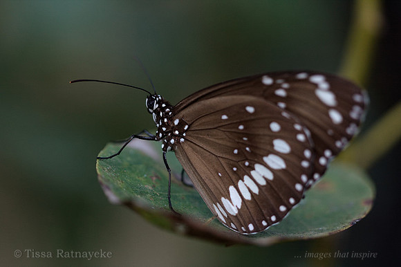 Common Crow Butterfly - Euploea corinna - Darwin - NT