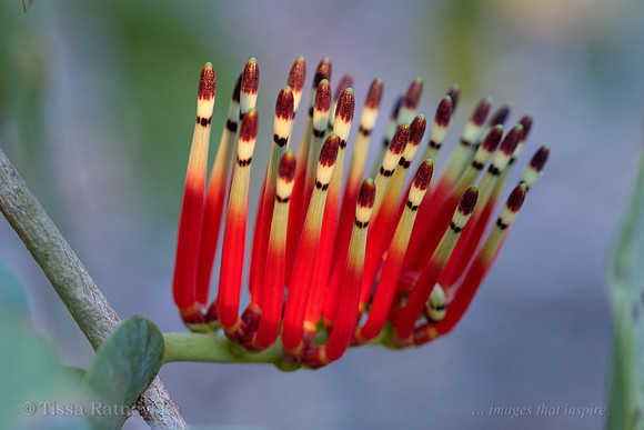 Mistletoe Flower, unopened - Decaisnina signata - Darwin - NT