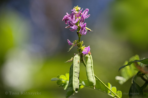 Mauve Flowers and Seedpods of Crab's Eye Vine (Abrus precatorius)