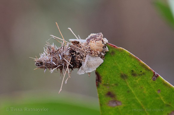 Case Moth Caterpillar - one of many unidentified species - Darwin - NT