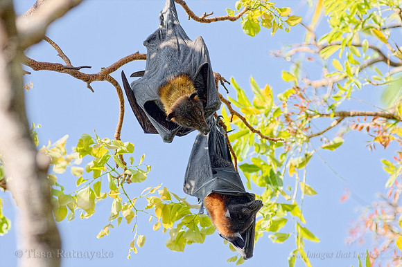 Black Flying-foxes - Pteropus aecto - Darwin - NT