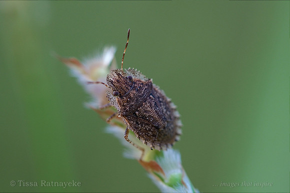 Stink Bug - Pentatomidae sp. - Darwin - NT