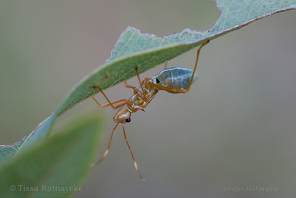 Pod-Sucking Bug - Nymph, Green Ant Mimic -  Riptortus serripes - Darwin - NT