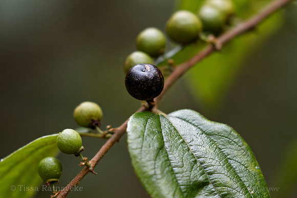 Black and Green Fruit of Ziziphus oenopolia