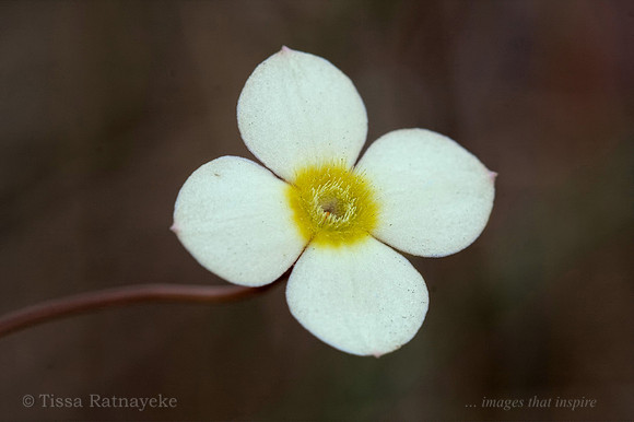 Flower of Mitrasacme subvolubilis - Darwin - NT