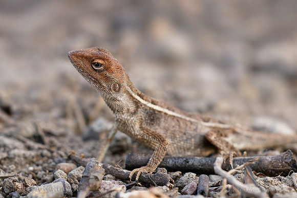 Two-lined Dragon (Diporiphora bilineata) - Darwin - NT