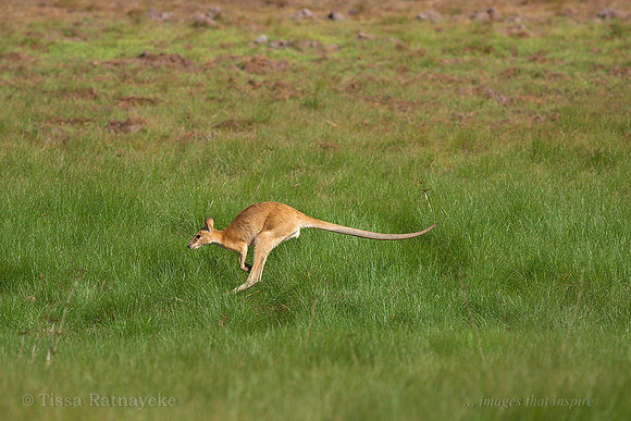 Agile Wallaby - Macropus agilis - Darwin - NT