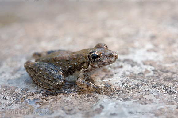 Rockhole Frog - Litoria meiriana - Darwin - NT