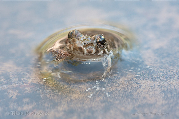Rockhole Frog - Litoria meiriana - Darwin - NT