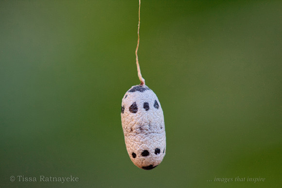Ichneumon Wasp Cocoon/Pupa (Hyposoter sp.) - Hangs from a 30mm Long Thread - Darwin - NT