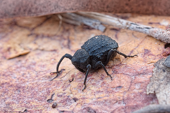 A Weevil that breeds in Kangaroo Dung (Tentegia amplipennis) - Darwin - NT