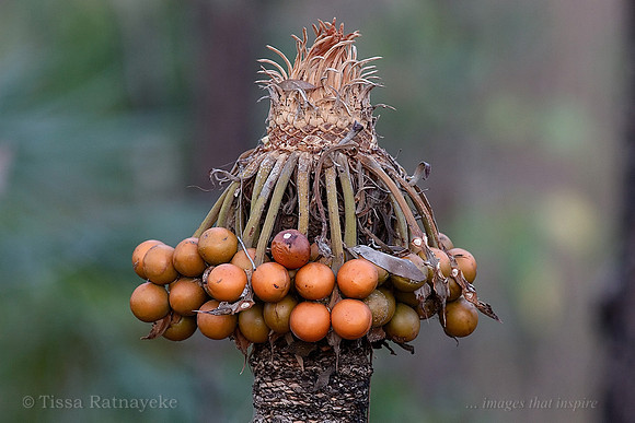 Cycad female - Cycas armstrongii - Darwin - NT