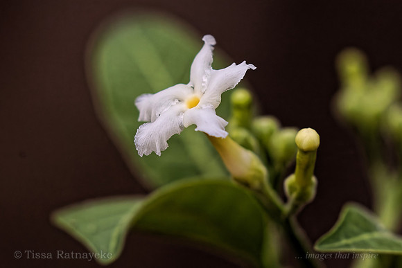 White Flower of Tabernaemontana orientalis - Darwin NT
