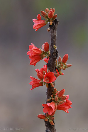 Brachychiton megaphyllus Red Flower 5023dp