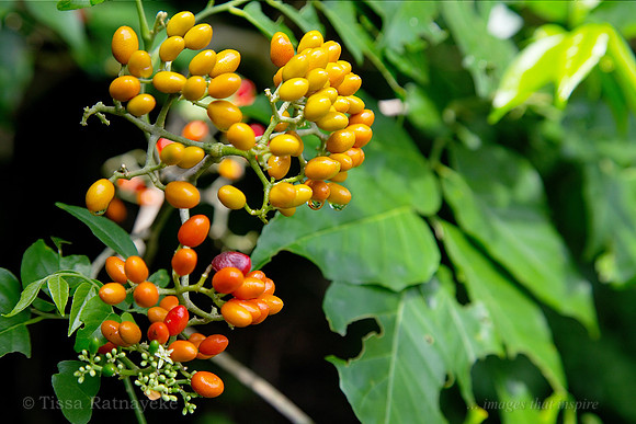 Micromelum minutum Fruit - Darwin - NT