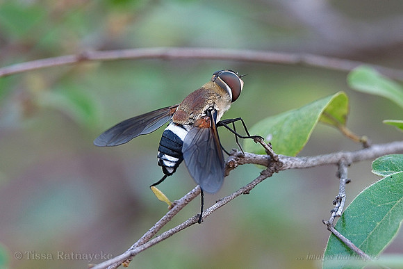 Bee Fly - Ligyra satyrus - Bombyliidae - Darwin, Northern Territory
