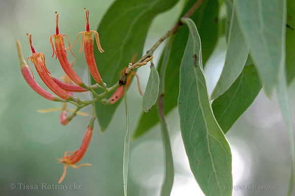 Mistletoe - Dendropthoe odontocalyx - Darwin - NT