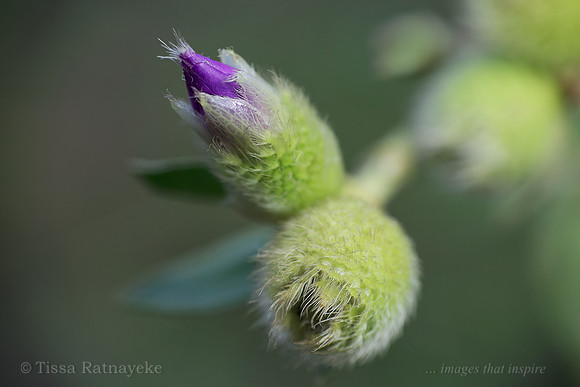 Osbeckia australiana Seedpod and Flower Bud - Darwin NT