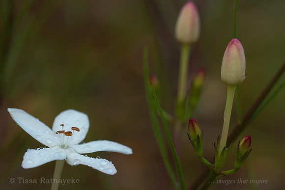 Small White Flower of Wet Habitats - Huxleya (Volkameria) linifolia - Darwin - NT