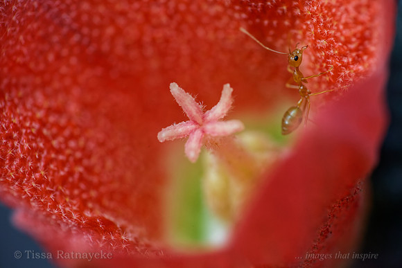 Red-flowered Kurrajong with Green Tree Ant - Brachychiton megaphyllus - Darwin - NT