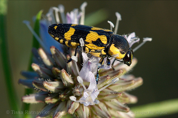 Jewel Beetle Castiarina sp. on Spermacoce calliantha flower - Darwin - NT
