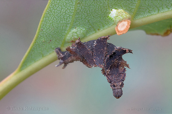 Possibly Eucyclodes metaspila (moth) caterpillar feeding on galls on Lophostemon lactifluus - Darwin - NT