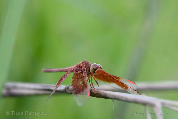 Painted Grasshawk Dragonfly - male - Neurothemis stigmatizans - Darwin - NT