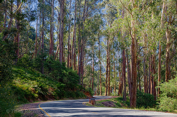Mountain Ash (Australia's tallest trees) - Mount Buller - Victoria