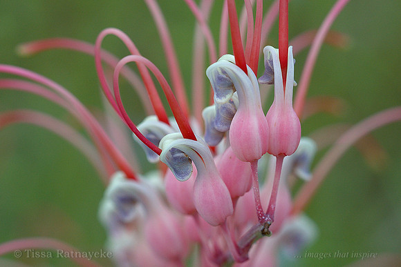 Grevillea dryandri - Darwin - NT