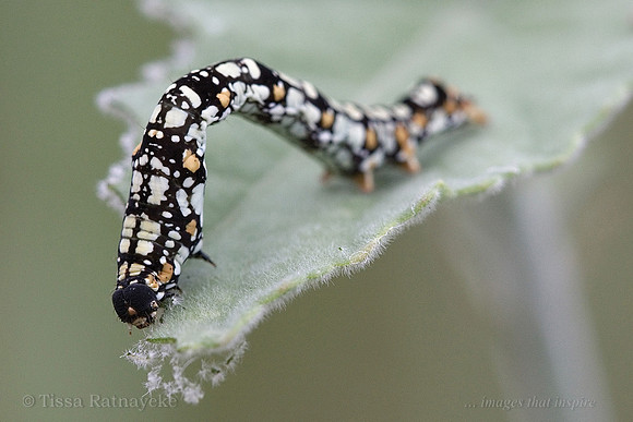 Erebidae moth caterpillar - Acontia elaeoa - Darwin - NT