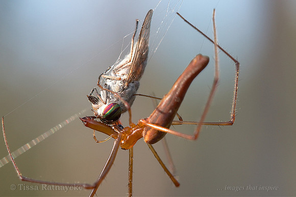 Long-jawed Spider (Tetragnatha sp.) feeding on March Fly - Darwin - NT