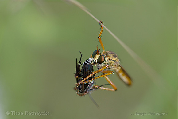 Robber Fly with captured wasp - Darwin - NT
