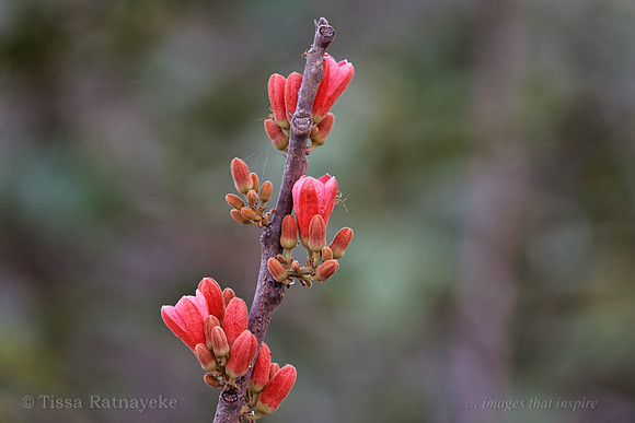 Brachychitom mragaphyllus Flowers 3648dp