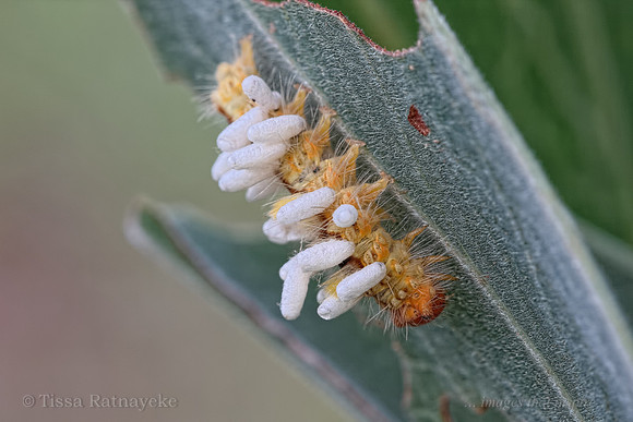 Parasitised Tussock Moth Caterpillar & Wasp Pupae - Darwin - NT
