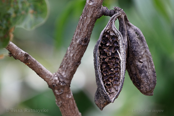 Brachychiton megaphyllus - old sea pods 8711dp