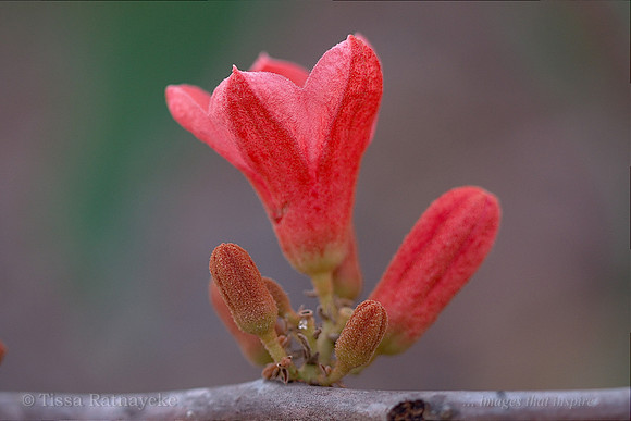 Red-flowered Kurrajong - Brachychiton megaphyllus - Darwin - NT