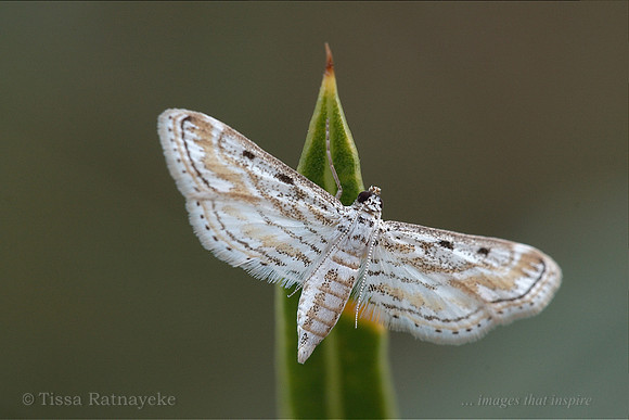 Moth - possibly Parapoynx dentizonalis - Darwin - NT