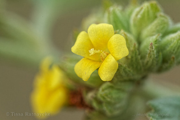 Yellow Flower of Waltheria indica - Darwin - NT