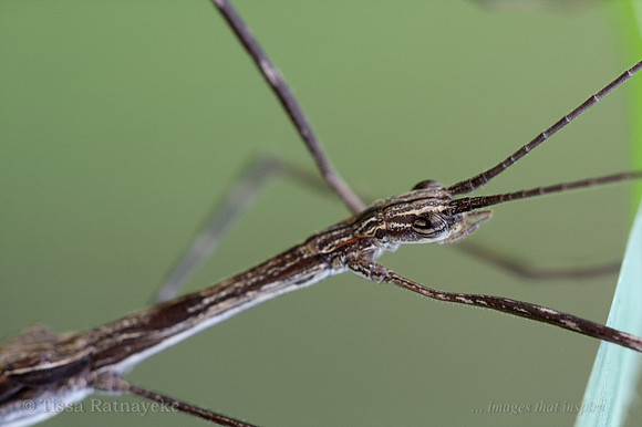 Brown Stick Insect - Order Phasmatodea - Darwin, Northern Territory