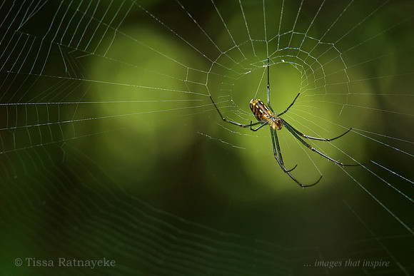 Northern Silver Orb-weaver (Leucauge granulata) - Darwin _ NT
