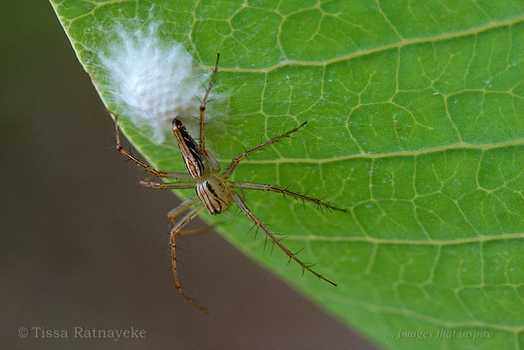 Female Lynx Spider Guarding Eggs - Darwin NT