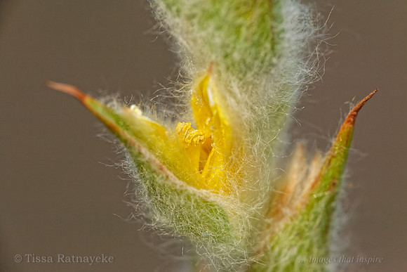 Yellow Flower of Philydrum lanuginosum - Darwin - NT