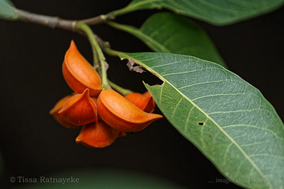 Orange Fruit of Tabernaemontana orientalis