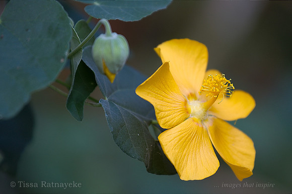 Yellow Flower of Abutilon indicum - Darwin NT