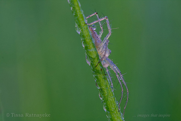 Lynx Spider on a Dewy Morning - Darwin - NT