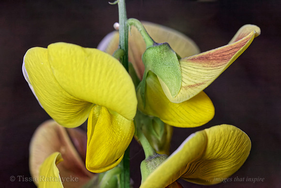 Yellow Flower of Crotalaria retusa - Darwin - NT
