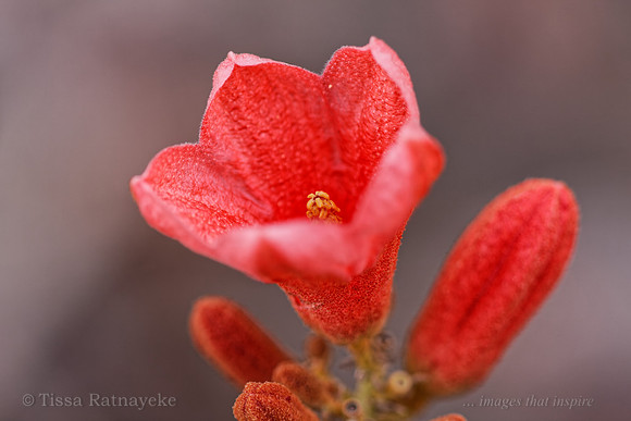 Brachychiton megaphyllus 9873dp