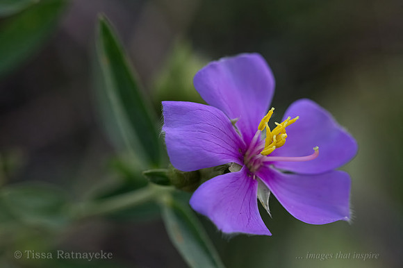 Mauve flower of Osbeckia australiana - Darwin - NT