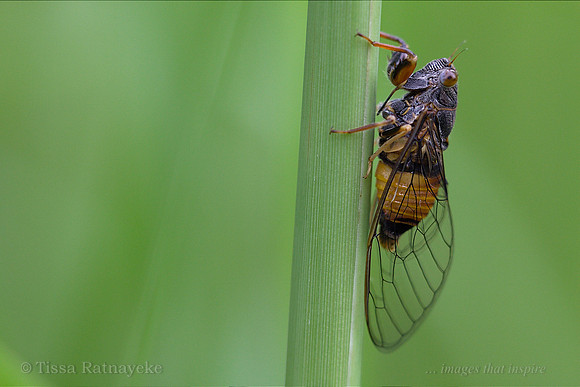 Cicada - Pauropsalta melanopygia - Darwin - NT