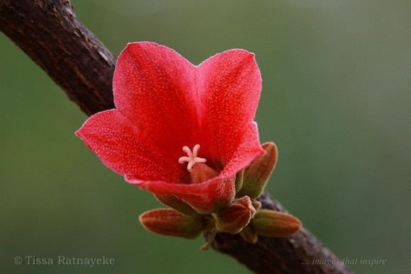Red Flower of Brachychiton megaphyllus 3090dp